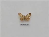 藏品(尺蛾241)的圖片